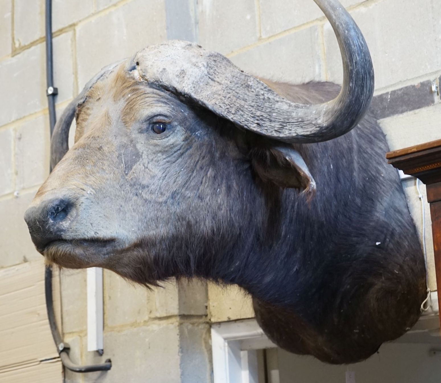 A mounted African Cape Buffalo taxidermy head